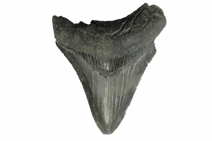 Serrated, Juvenile Megalodon Tooth - South Carolina #171202